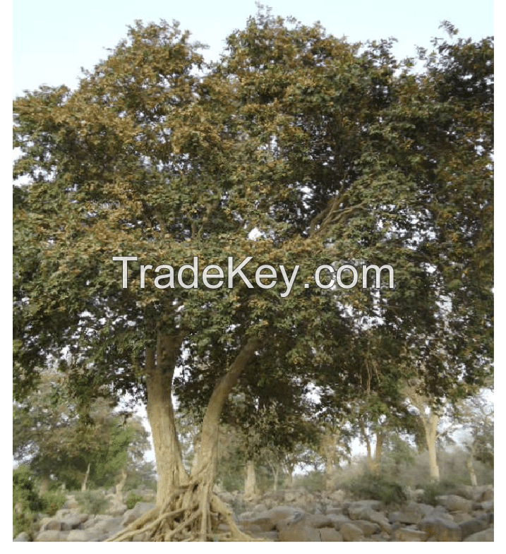 Terminalia Arjuna ( Arjunchal / Arjuna Bark) Whole