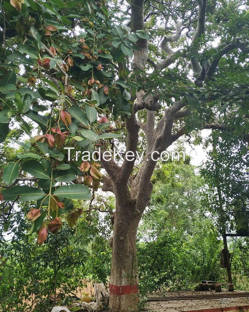 Terminalia Arjuna ( Arjunchal / Arjuna Bark) Whole