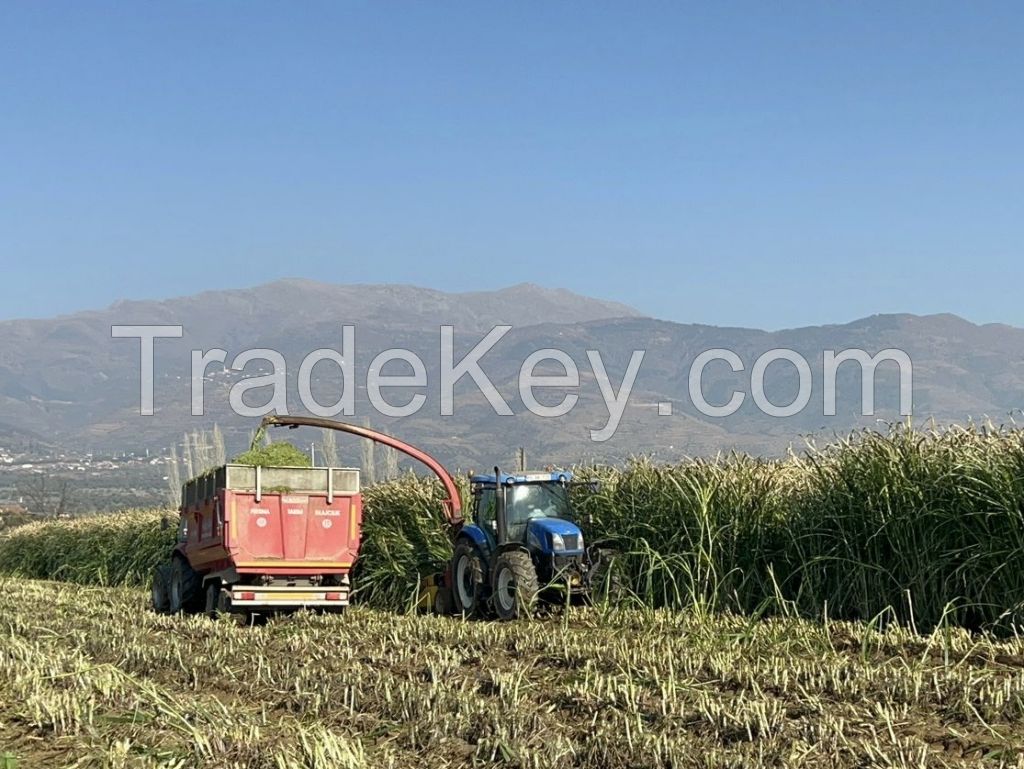 Maralfalfa Silage