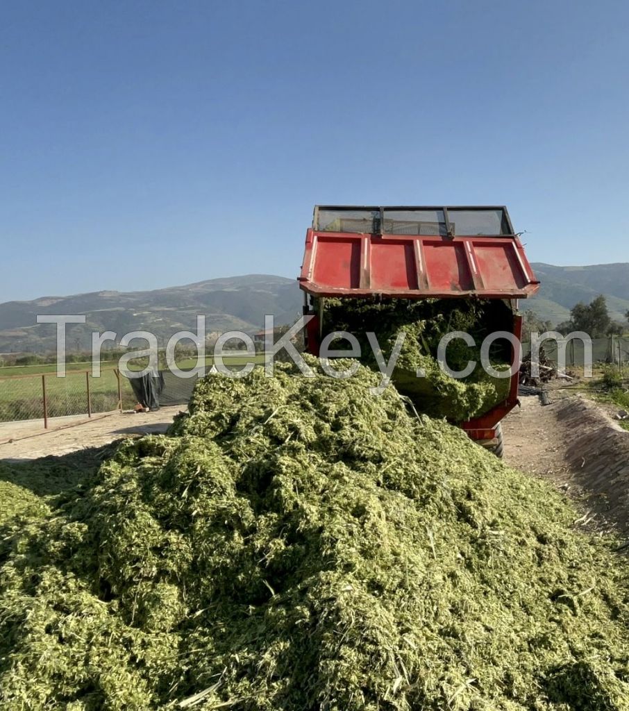 Maralfalfa Silage