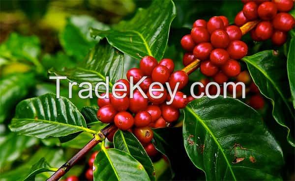 Arabica Coffee Beans