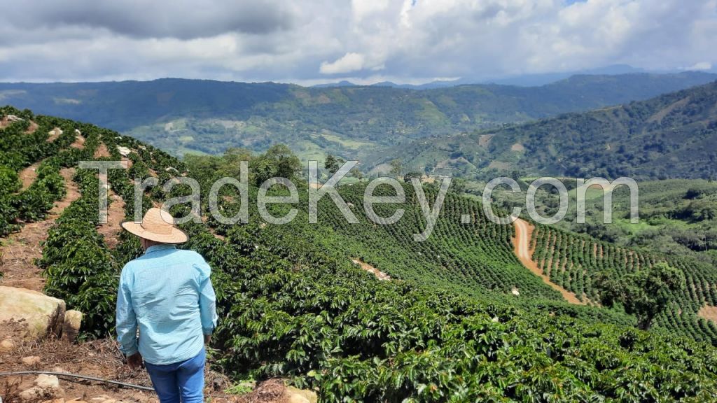 Venezuela Arabica Coffee Beans