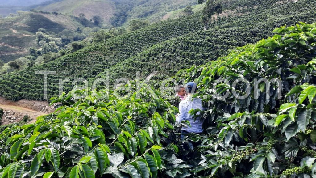 Venezuela Arabica Coffee Beans