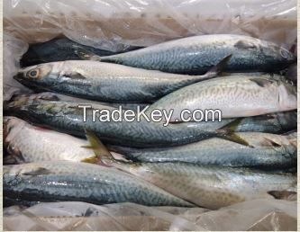 Whole Round Frozen Chub Mackerel (Scomber Japonicus)