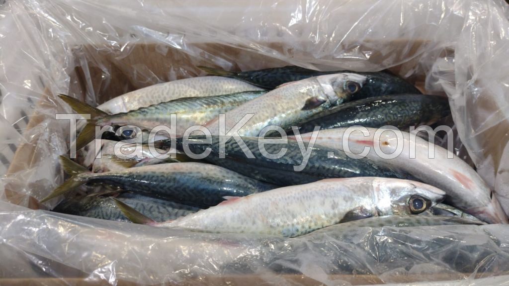 Whole Round Frozen Chub Mackerel (Scomber Japonicus)