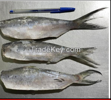 Whole Round Brazilian Atlantic Thread Herring (Opisthonema oglinum)