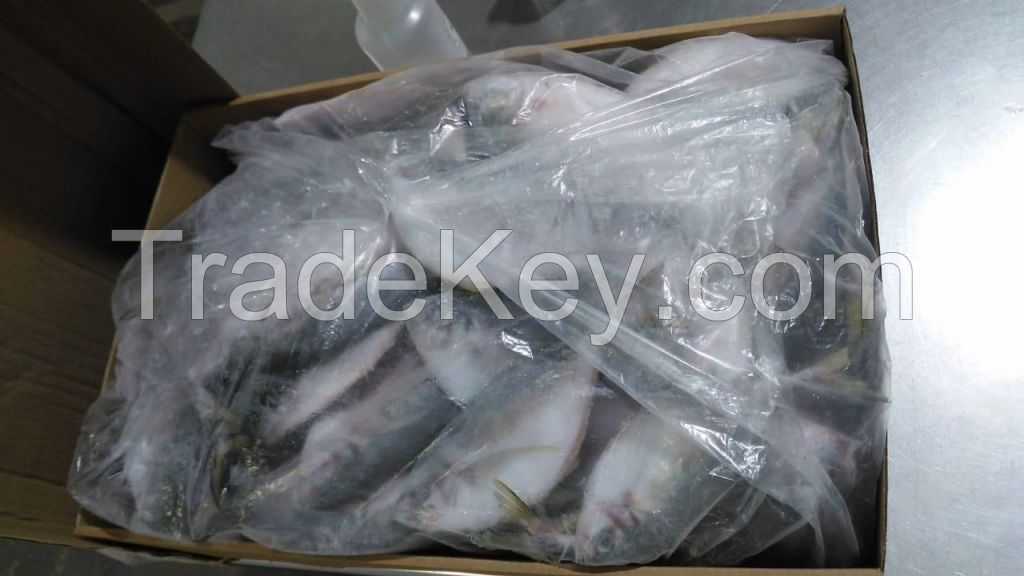 Whole Round Brazilian Horse Mackerel (Caranx spp