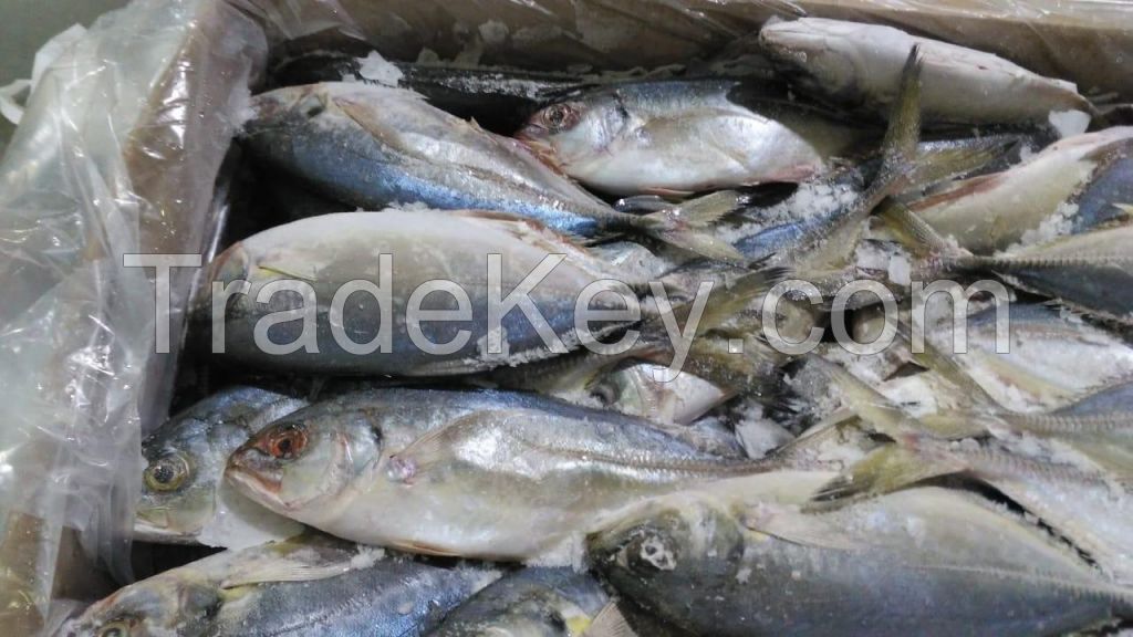 Whole Round Brazilian Horse Mackerel (Caranx spp