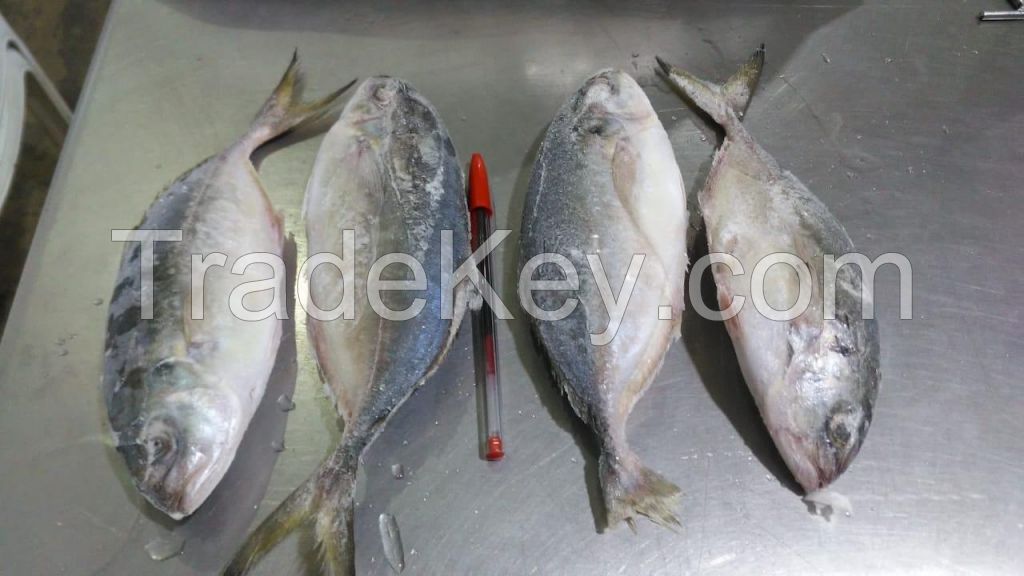 Whole Round Brazilian Horse Mackerel (Caranx spp