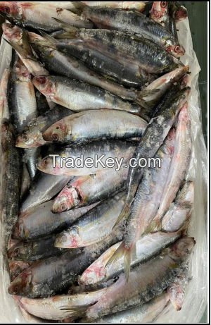 Whole Round Brazilian Sardinella  ((Sardinella brasiliensis)