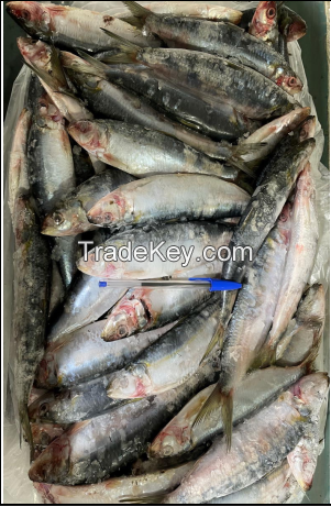 Whole Round Brazilian Sardinella  ((Sardinella brasiliensis)