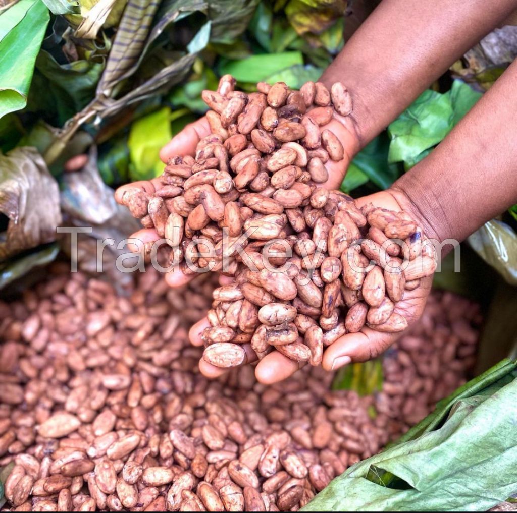 Cocoa beans seed