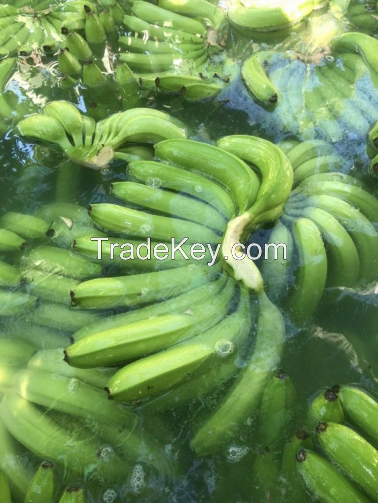 Fresh Cavendish Banana From Vietnam