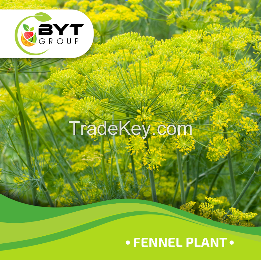 Fennel Plant