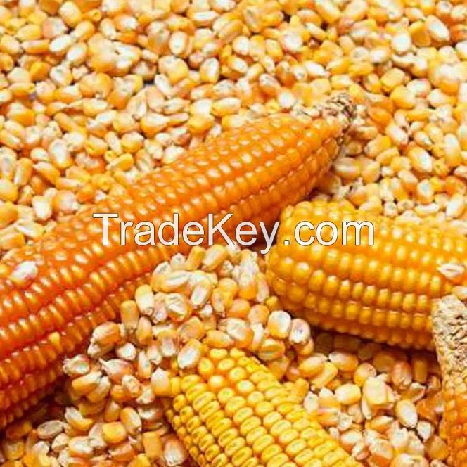 Yellow Corn