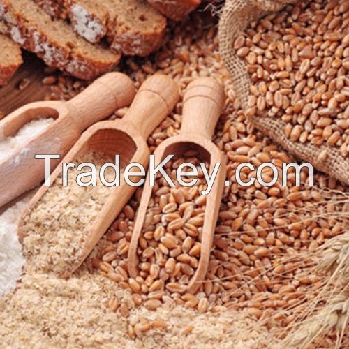 Wheat Grain