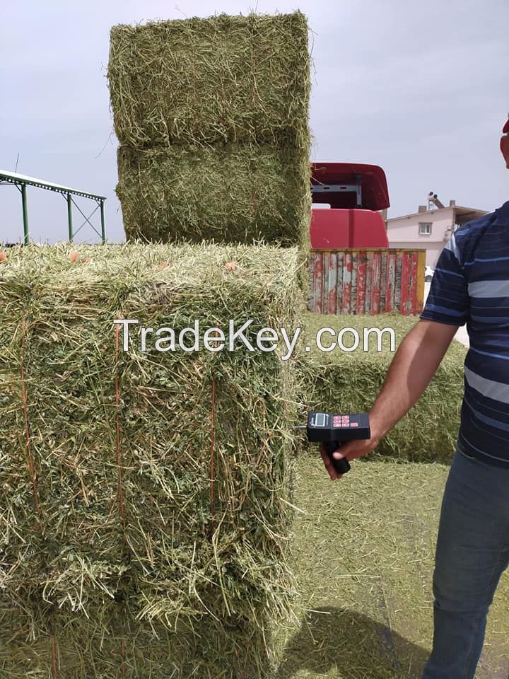 Alfalfa Hay 