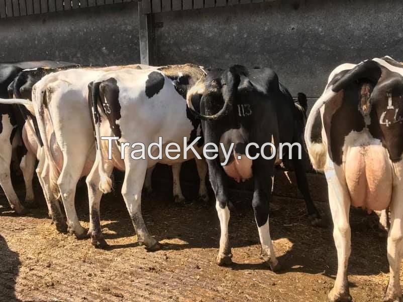 Holstein Heifers