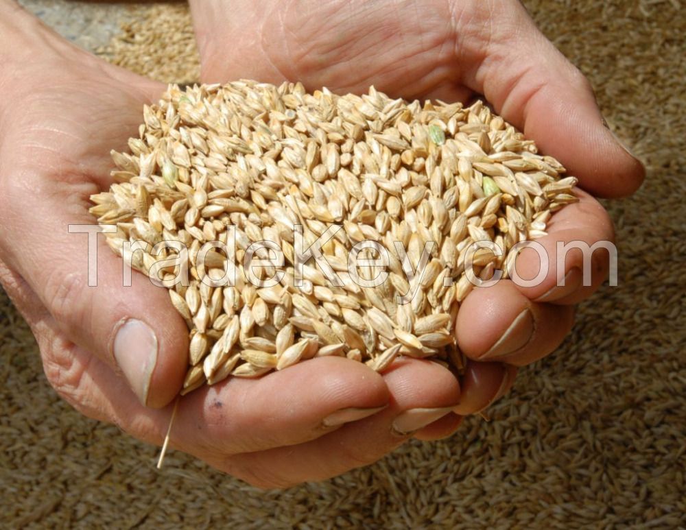 Barley