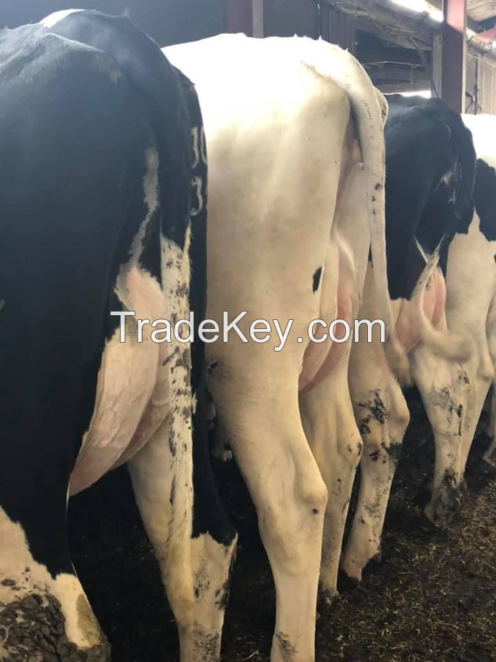 Holstein Heifers