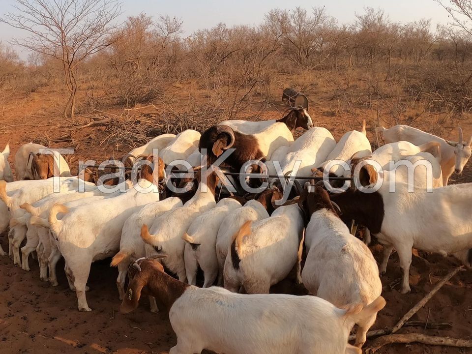 Boer Goats