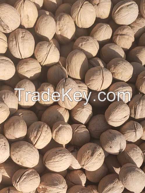 Walnut inshell