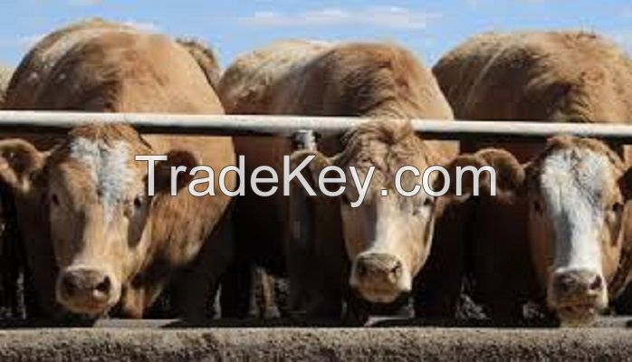 Diary Cattle, Bull