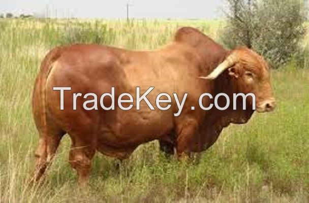 Diary Cattle, Bull