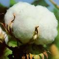 Indian Raw Cotton, S-6, Shankar - 6,