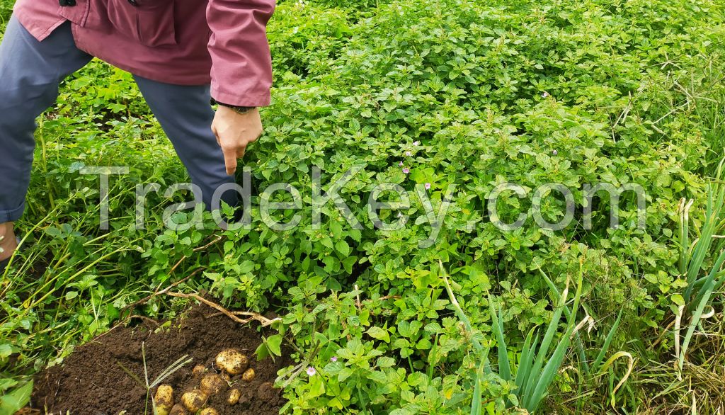 Fresh Potatoes