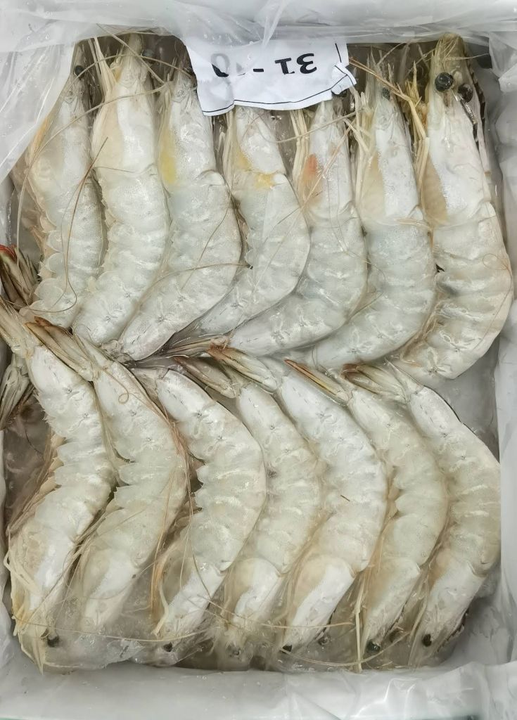 Frozen Shrimp Vannamei/white leg