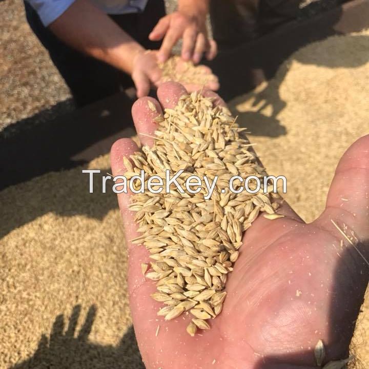 We Offer Barley Grain / Barley Malt Grain / Hulled Barley Grain at cheap Price