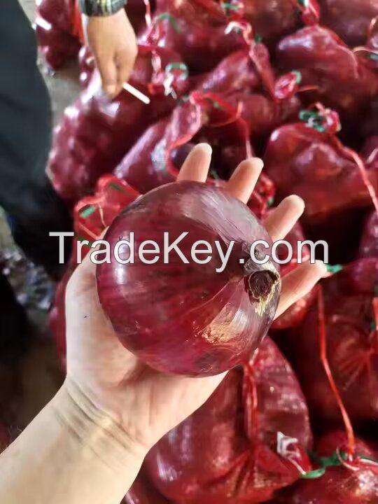 fresh Cheap onion good quality lower price fresh red onion from factory Best Price