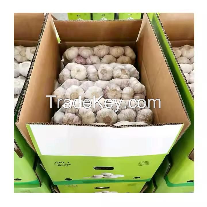 Cheap price garlic hot sale 5cm fresh white garlic wholesale 2024 newest crop high quality normal white garlic export