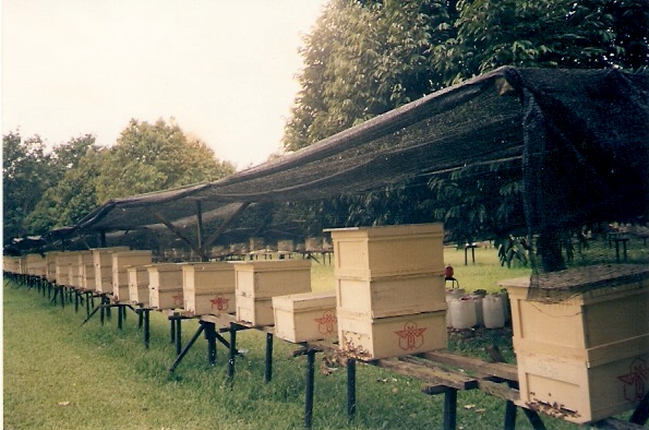 Our bee Farm