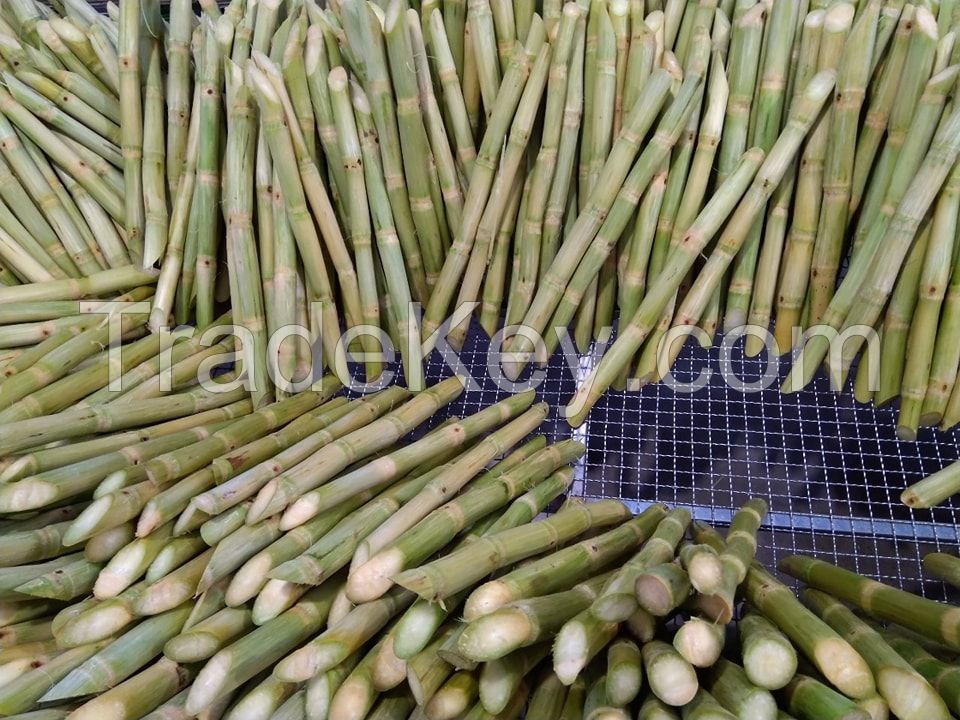 Frozen sugarcane VIET GOODS TRADE