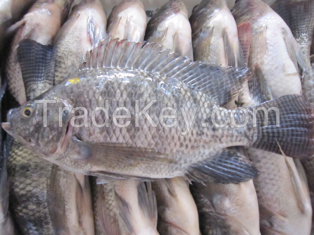 WR black Tilapia