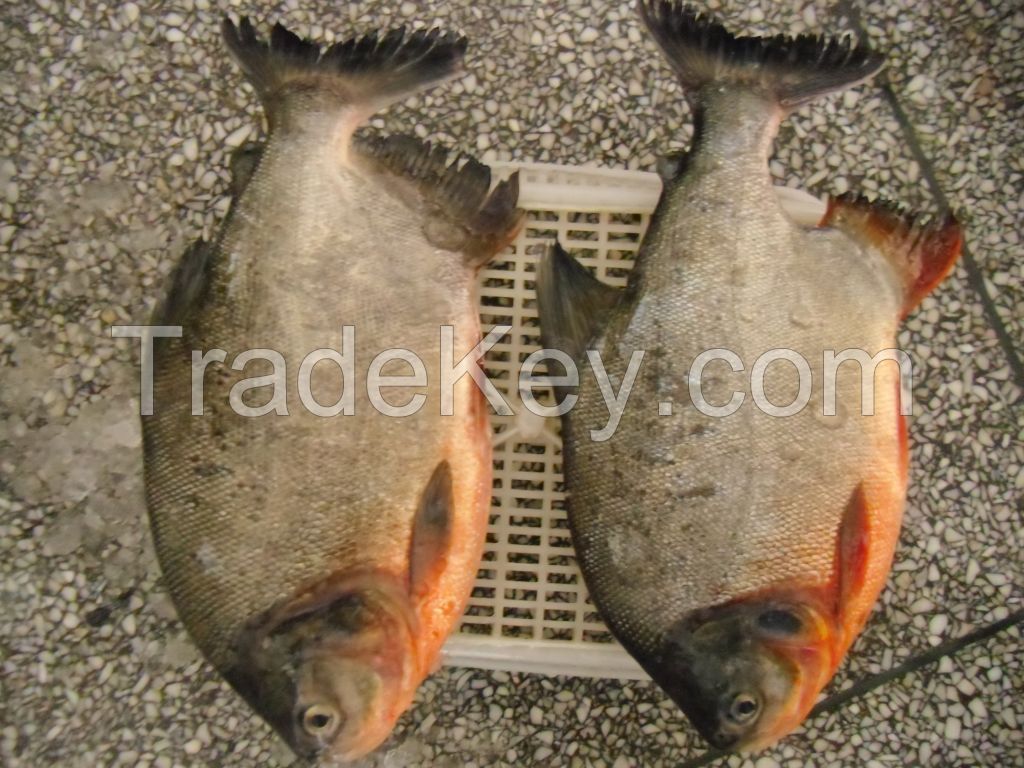 WR Red pacu 