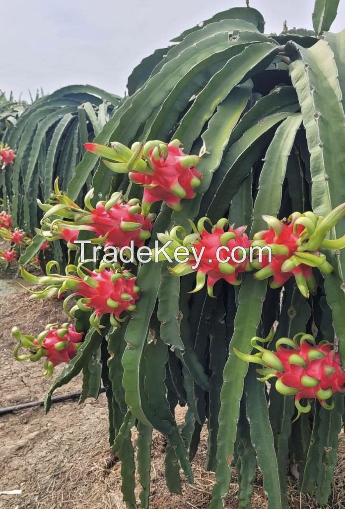 dragon fruits,limes