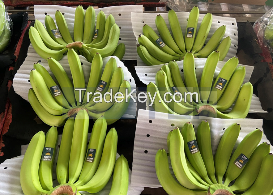 Cavendish Banana