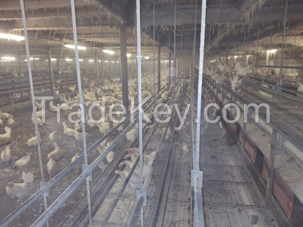 Farmer Automatic poultry system from Holland