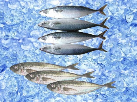 Frozen Spotted Mackerel & Trachurus Japonicus