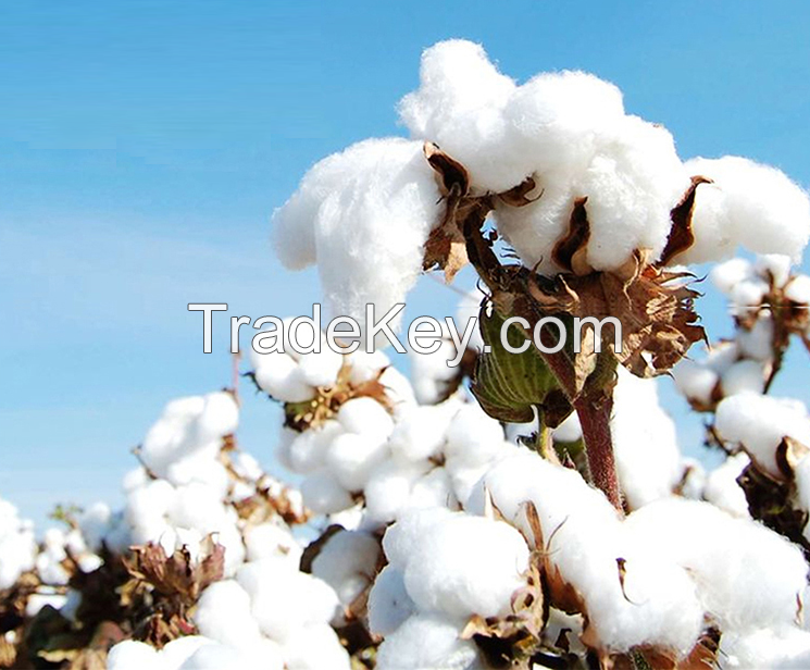 China-Hebei-Long Fleece Cotton