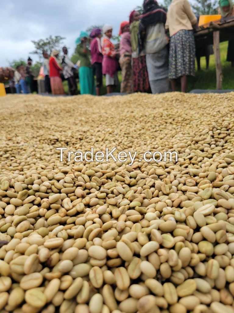 Raw coffee beans