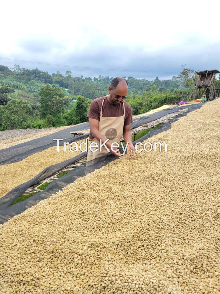 Raw coffee beans