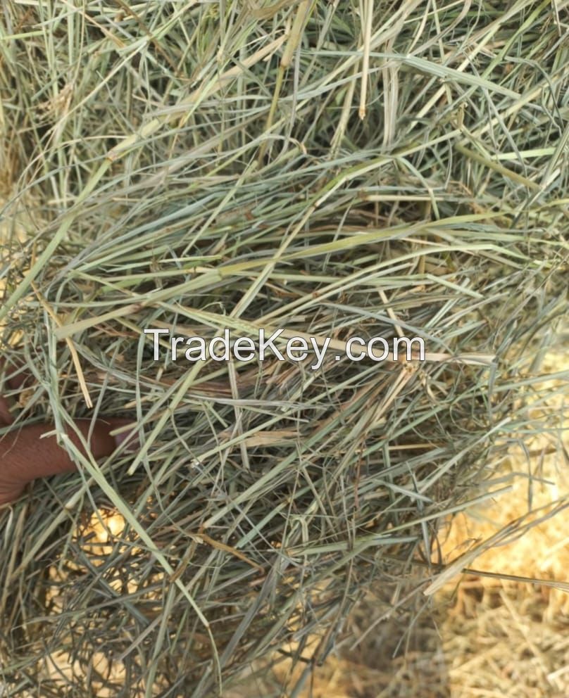 Premium Rhodes Grass Hay for Sale