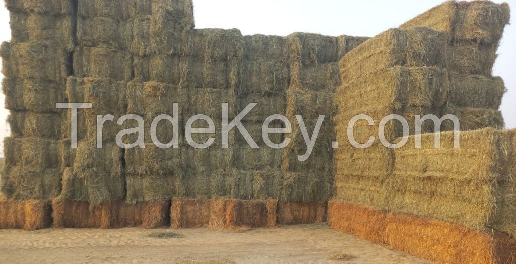 Premium Rhodes Grass Hay for Sale