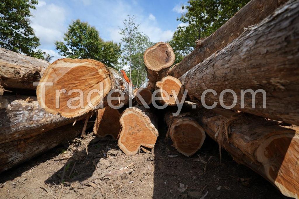 Teak logs