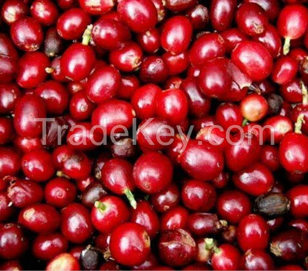 Guji Uraga Grade 1 Washed Coffee Beans. Nensebo and Sidama organic coffee