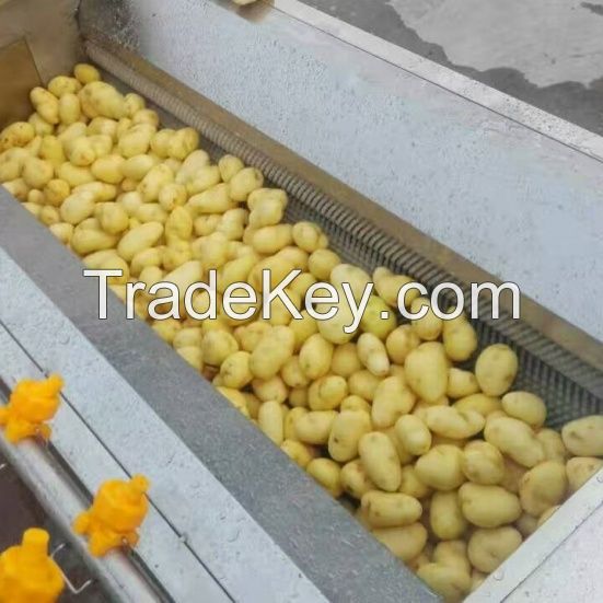 Potato Peeler Washer 500kg hour